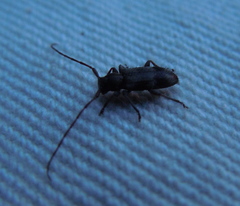 Exocentrus lusitanus