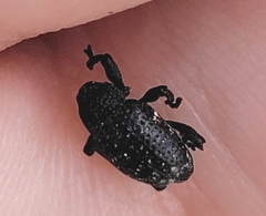 Chalcodermus aeneus