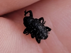 Chalcodermus aeneus