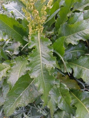 Rumex longifolius
