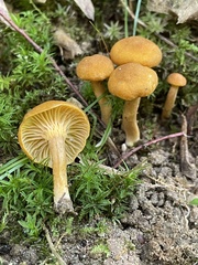 Cantharellus appalachiensis