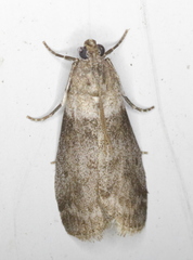 Meroptera pravella