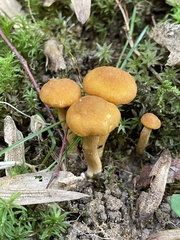 Cantharellus appalachiensis