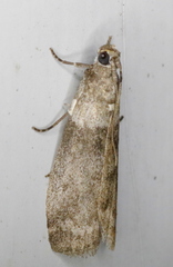 Meroptera pravella