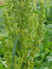 Rumex longifolius