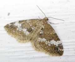 Perizoma alchemillata