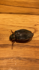 Dytiscus marginalis