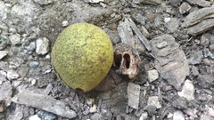 Juglans nigra