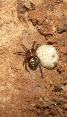 Steatoda ancorata