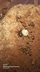 Steatoda ancorata