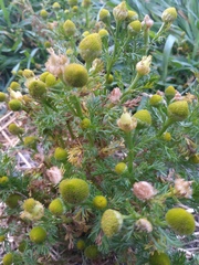 Matricaria discoidea