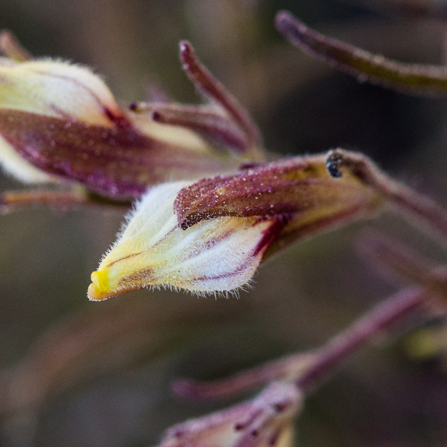 Cordylanthus tenuis