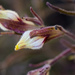 Cordylanthus tenuis - Photo (c) Ken-ichi Ueda, algunos derechos reservados (CC BY)