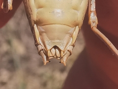 Ephippiger terrestris