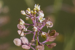 Lepidium pinnatifidum