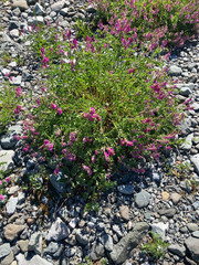 Hedysarum occidentale