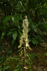 Gastrodia molloyi