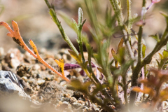 Lepidium pinnatifidum