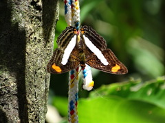 Adelpha iphiclus