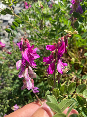 Hedysarum occidentale