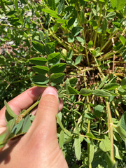 Hedysarum occidentale