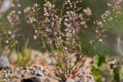 Lepidium pinnatifidum