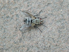 Microphthalma disjuncta