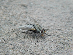 Microphthalma disjuncta