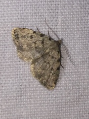 Orectis massiliensis