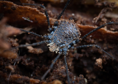 Dendrolasma mirabile