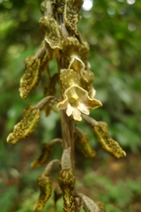 Gastrodia molloyi
