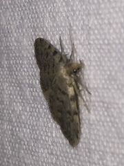 Orectis massiliensis