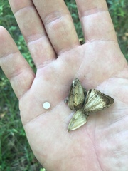 Lymantria dispar dispar