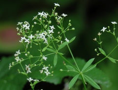 Galium laevigatum