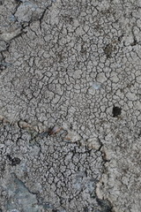 Pertusaria pseudocorallina