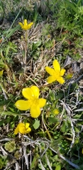 Ranunculus fascicularis