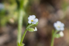 Pectocarya linearis ferocula