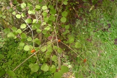 Coprosma rotundifolia