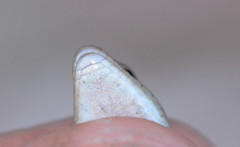 Plestiodon septentrionalis obtusirostris