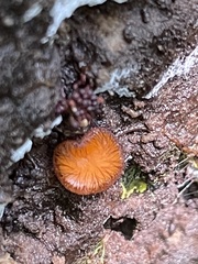 Scutellinia setosa