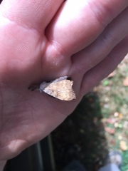 Lymantria dispar dispar