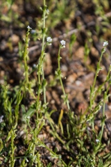 Pectocarya linearis ferocula