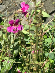 Pectiantia pentandra