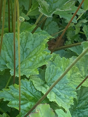 Pectiantia pentandra