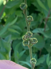 Pectiantia pentandra