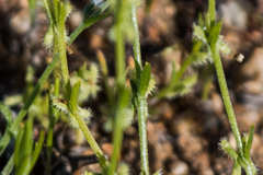 Pectocarya linearis ferocula