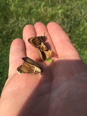 Lymantria dispar dispar