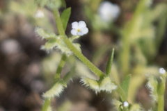 Pectocarya linearis ferocula