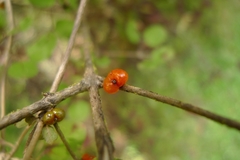 Coprosma rotundifolia
