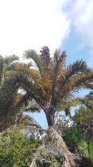 Raphia australis